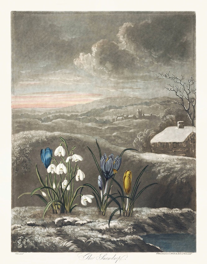 The Snowdrop, a plate from The Temple of Flora, the third and final part of Robert John Thornton’s New Illustration of the Sexual System of Carolus von Linnaeus (1807)
